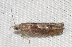 Pseudexentera mali