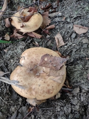 Paxillus involutus