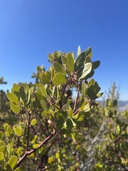 Arctostaphylos × benitoensis