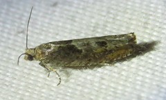 Pseudexentera mali
