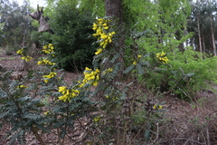 Sophora macrocarpa