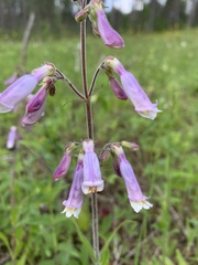 Penstemon hirsutus
