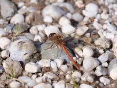 Sympetrum striolatum