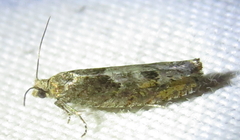 Pseudexentera mali