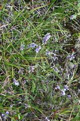 Astragalus norvegicus