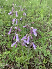 Penstemon hirsutus
