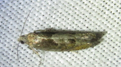 Pseudexentera mali