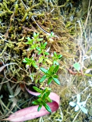 Arcytophyllum thymifolium