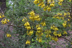 Sophora macrocarpa