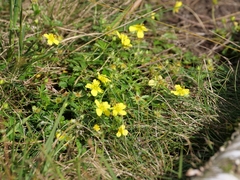 Potentilla erecta