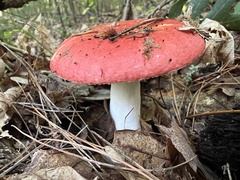 Russula emetica