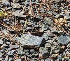 Trimerotropis verruculata