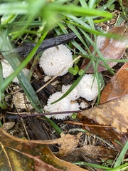 Lycoperdon curtisii