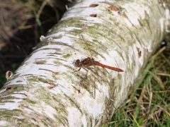 Sympetrum striolatum