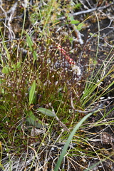 Sabulina stricta