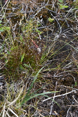 Sabulina stricta