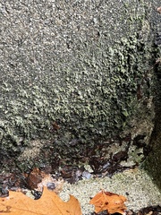 Phaeophyscia pusilloides