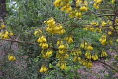 Sophora macrocarpa