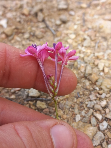 Image of Freesia verrucosa by (c) Brian du Preez, some rights reserved (CC BY-SA)