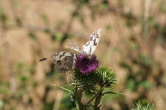 Melanargia lachesis