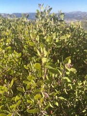 Arctostaphylos × benitoensis