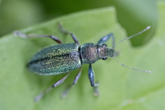 Naupactus