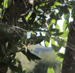 Mecynogea lemniscata