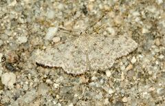 Idaea cervantaria