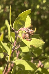 Arctostaphylos × benitoensis