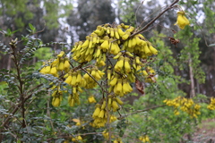 Sophora macrocarpa