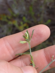 Psoralea candicans