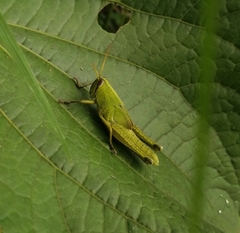 Cyrtacanthacridini