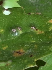 Aceria mackiei