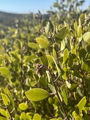 Arctostaphylos × benitoensis