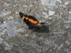 Chlosyne lacinia adjutrix