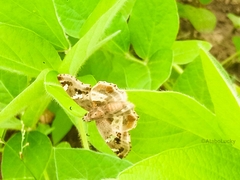 Caprona adelica