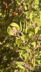 Arctostaphylos × benitoensis