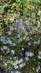 Symphyotrichum divaricatum