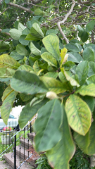 Gardenia jasminoides