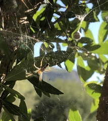 Mecynogea lemniscata