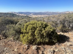 Arctostaphylos × benitoensis