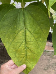 Catalpa bignonioides