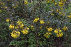Sophora macrocarpa