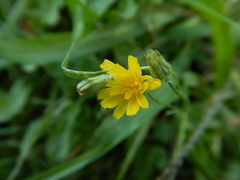 Crepis