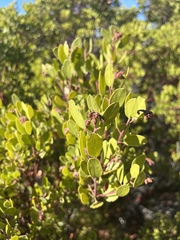 Arctostaphylos × benitoensis