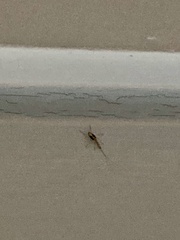 Ephemeroptera