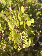 Arctostaphylos × benitoensis