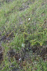 Eriophorum brachyantherum