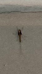 Ephemeroptera