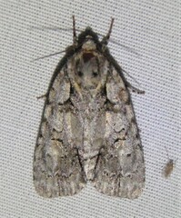 Acronicta ovata